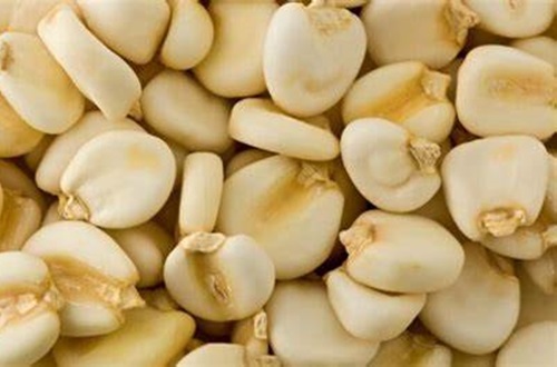 Maíz cacahuacintle Granos de maíz cacahuacintle remojados en una olla grande con agua, listos para la cocción.