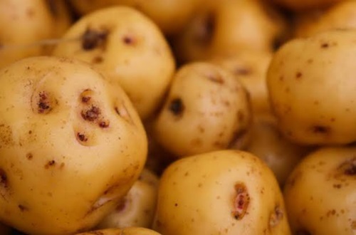 Papas amarillas peruanas
