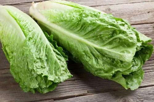 Lechuga Lechuga