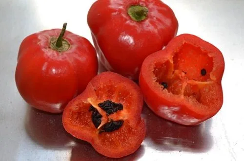 Rocotos Rocotos