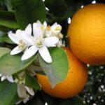 ¿Cómo hacer agua de azahar? Receta casera con flor de naranjo