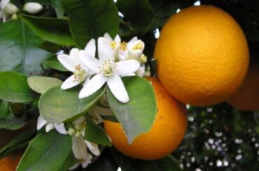 Agua de azahar casera con flores de naranjo en frasco de vidrio