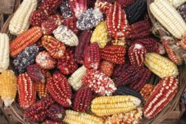Maíz peruano de colores ingrediente clave de la cocina peruana