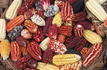 Maíz peruano de colores ingrediente clave de la cocina peruana